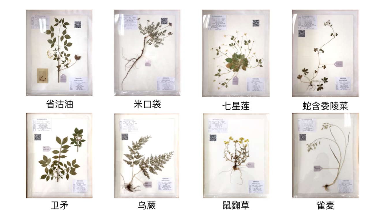 我校学生在2018年安徽省大学生生物标本制作大赛中再创佳绩