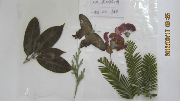 标本是什么生物 6F8AAFC1BF422B81B0AF88997A1_1D39C4C1_C658.jpg?e=.jpg
